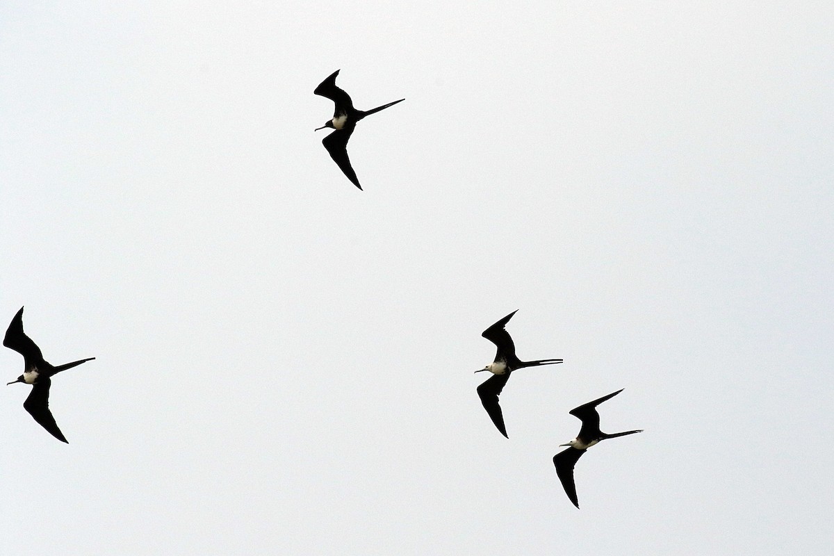 Magnificent Frigatebird - ML620656277