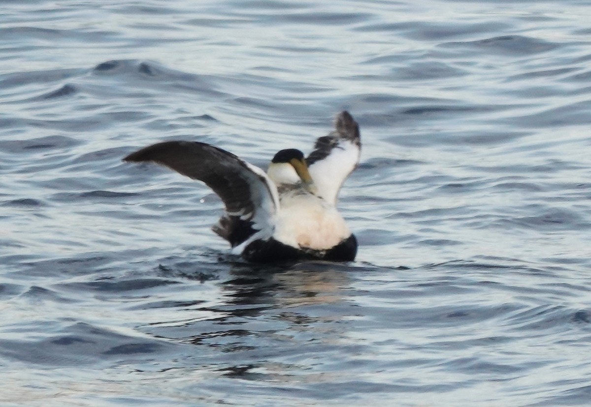 Common Eider - ML620656279