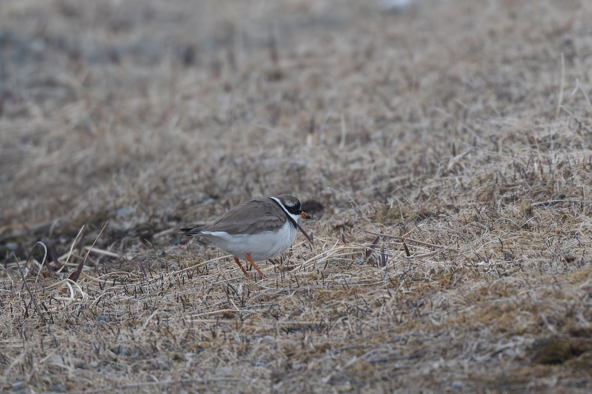 Common Ringed Plover - ML620656281