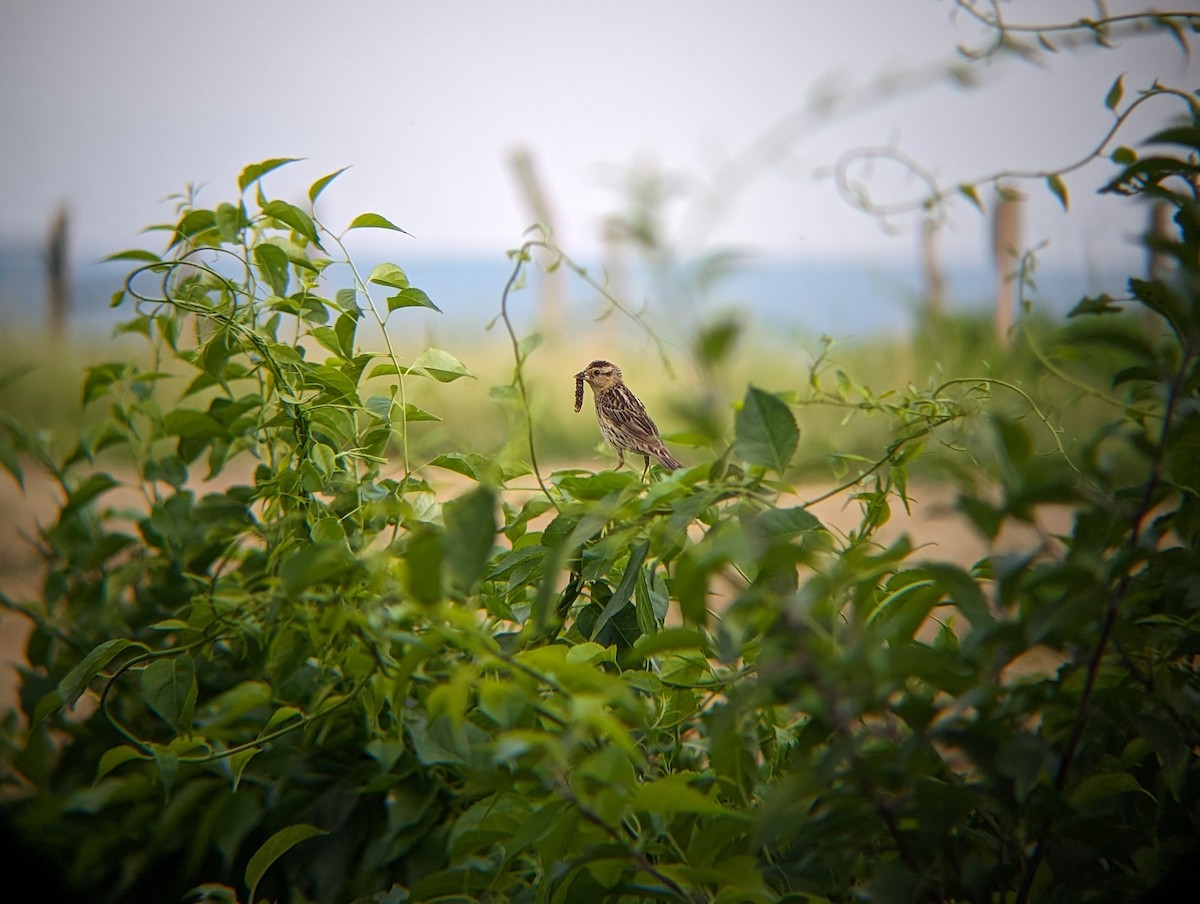 bobolink americký - ML620656286