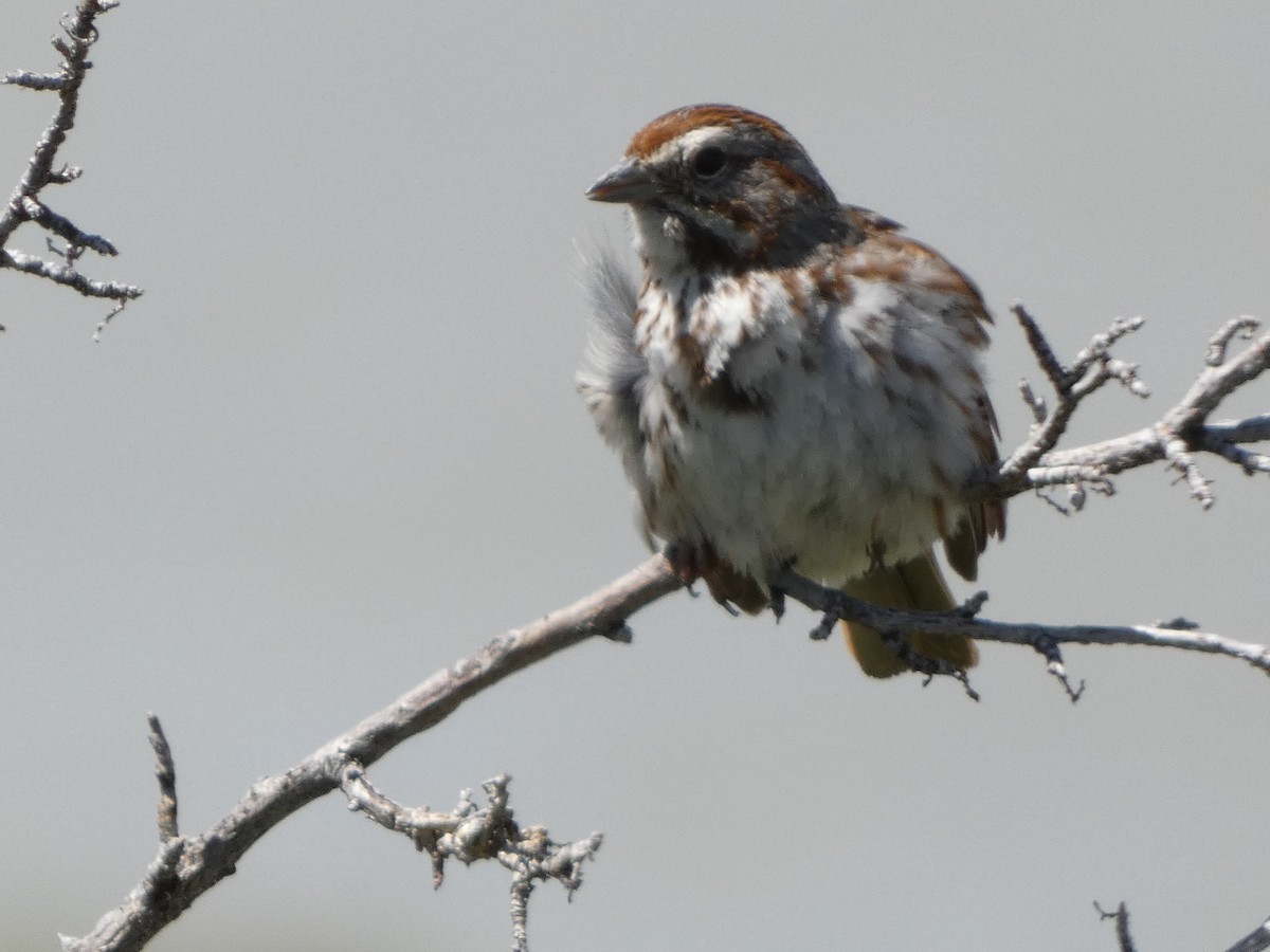 Song Sparrow - ML620656289