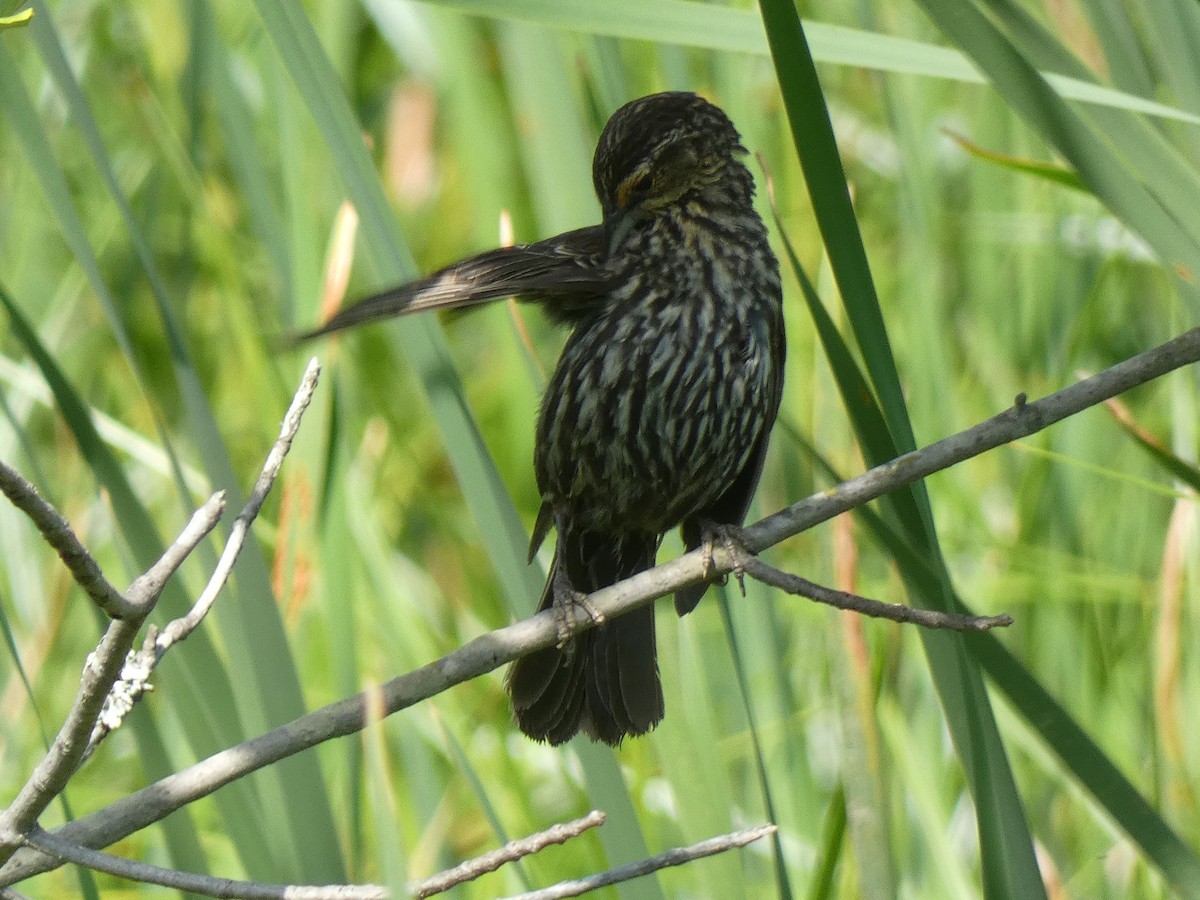 Red-winged Blackbird - ML620656290