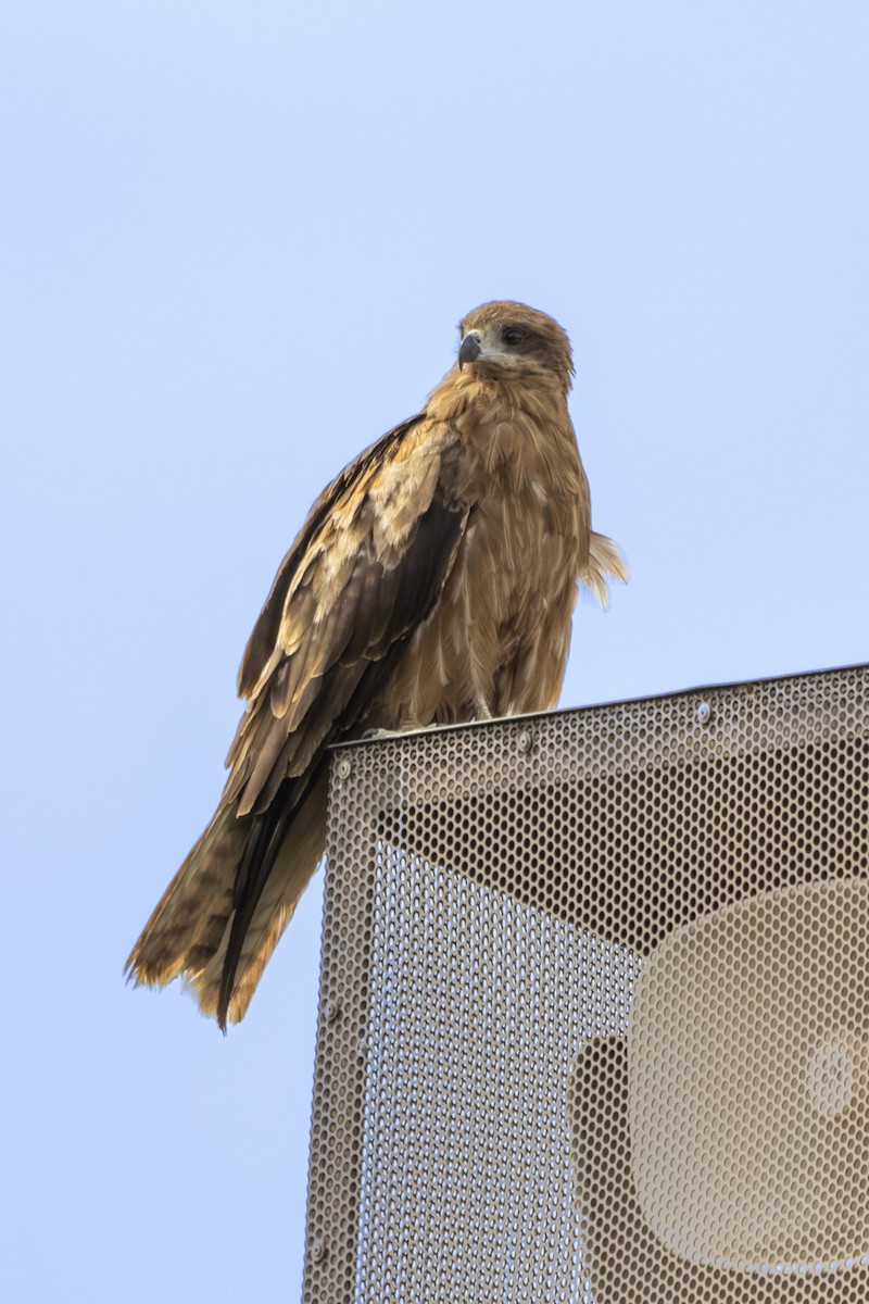 Black Kite - ML620656293