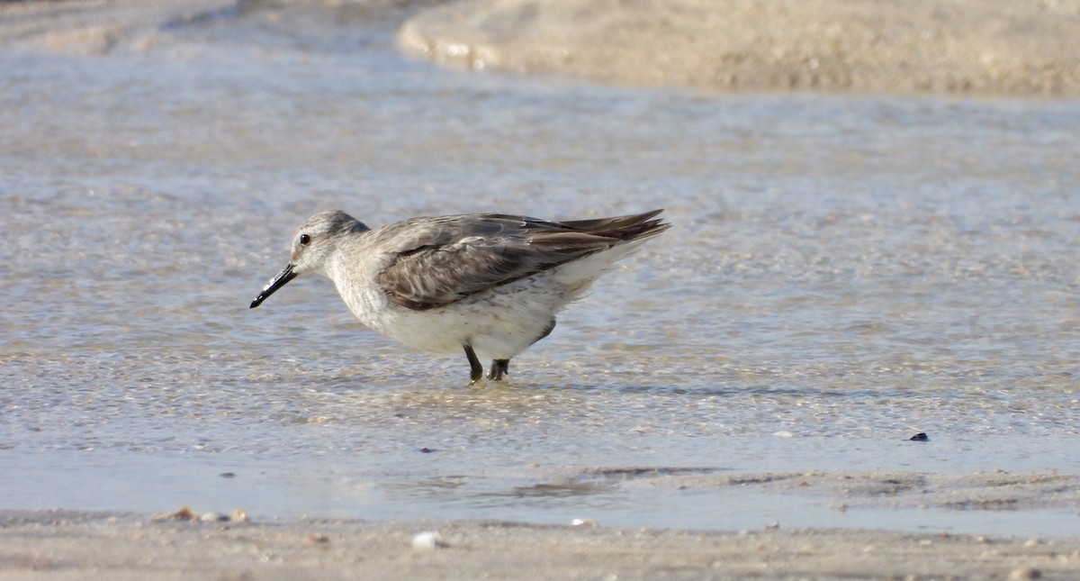 Red Knot - ML620656295