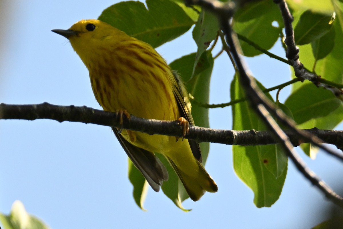 Paruline jaune - ML620656299