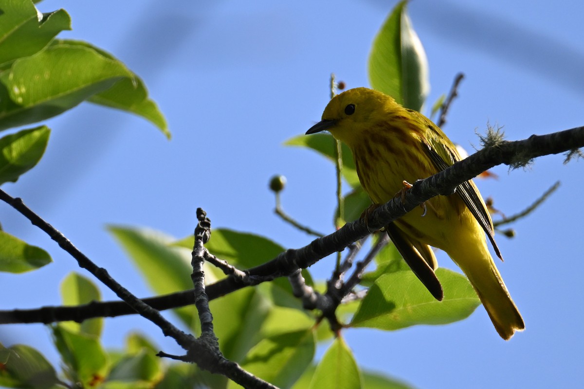 Yellow Warbler - ML620656300