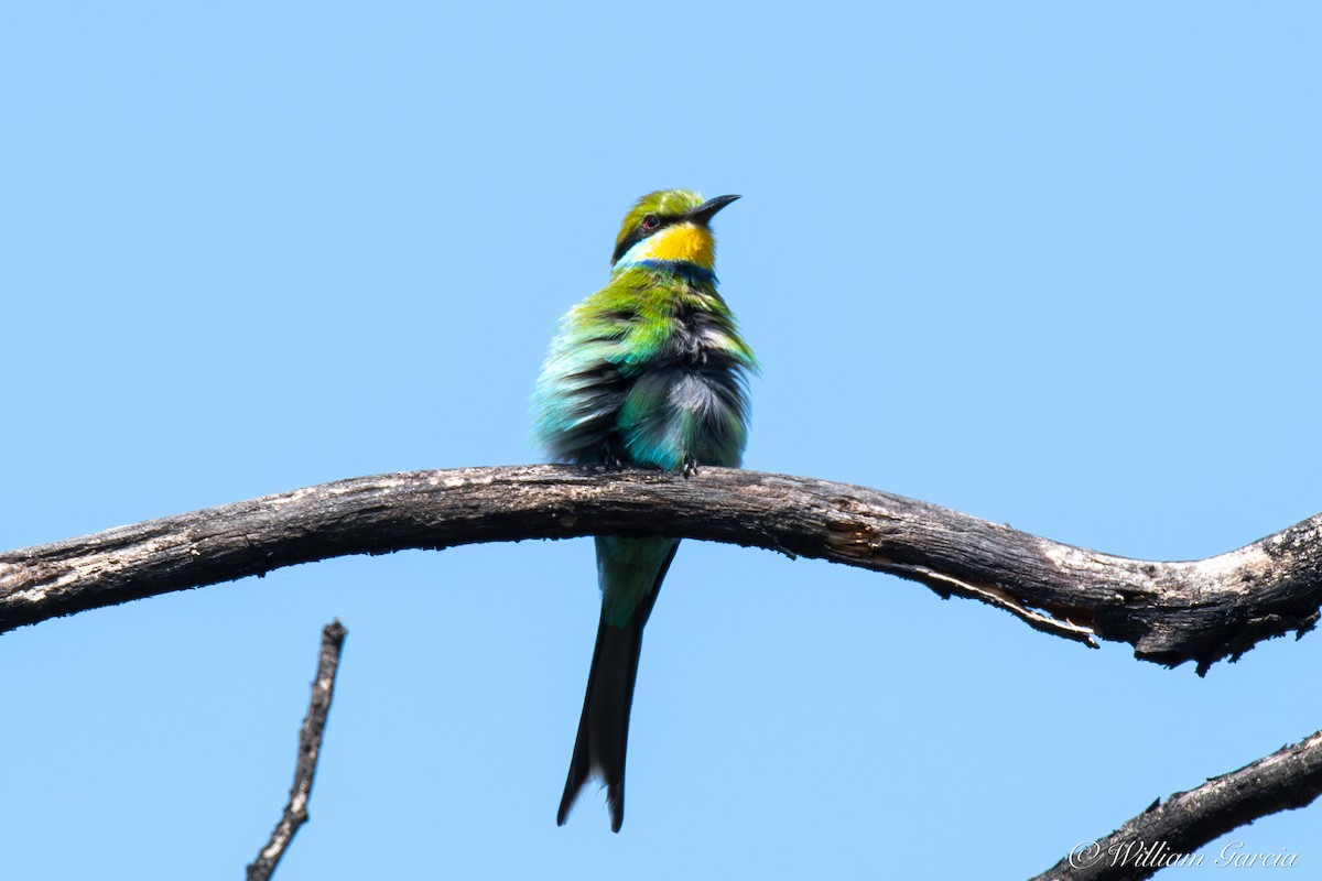 Swallow-tailed Bee-eater - ML620656308