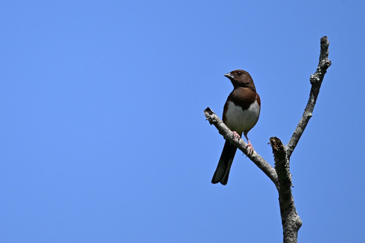 ワキアカトウヒチョウ - ML620656310