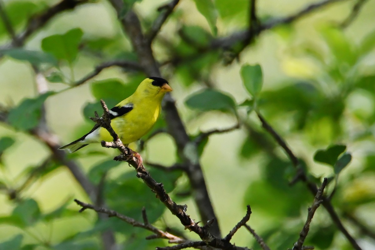 American Goldfinch - ML620656314