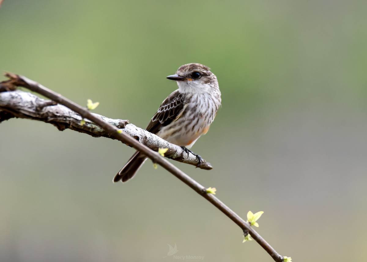 Vermilion Flycatcher - ML620656325