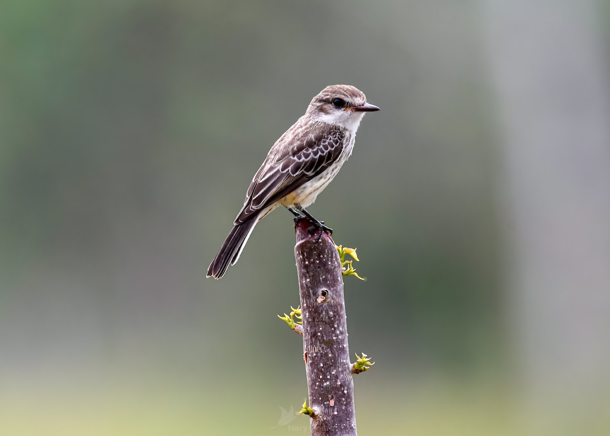 Vermilion Flycatcher - ML620656326