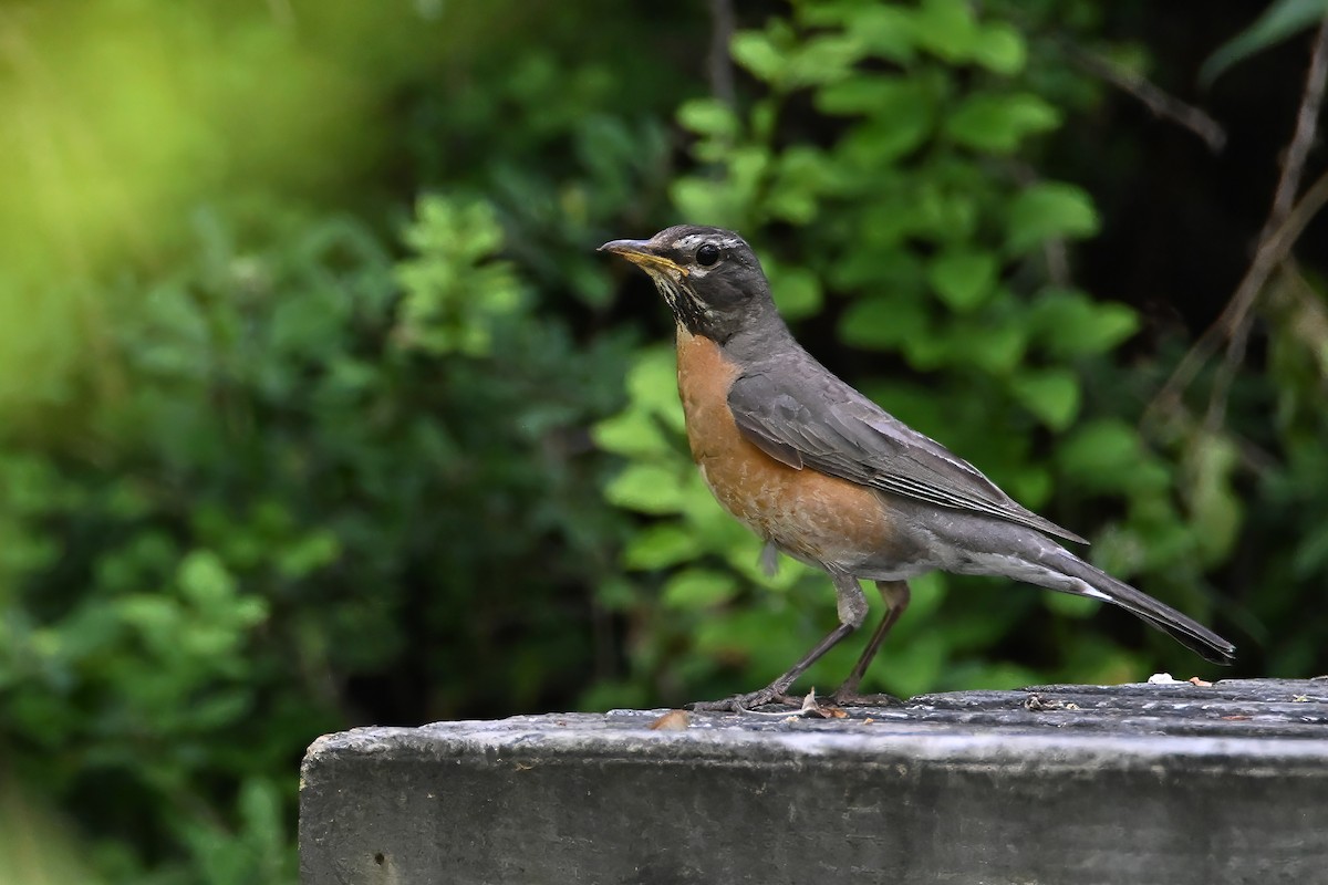 American Robin - ML620656327