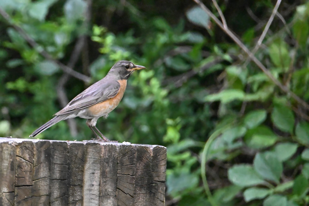 American Robin - ML620656328