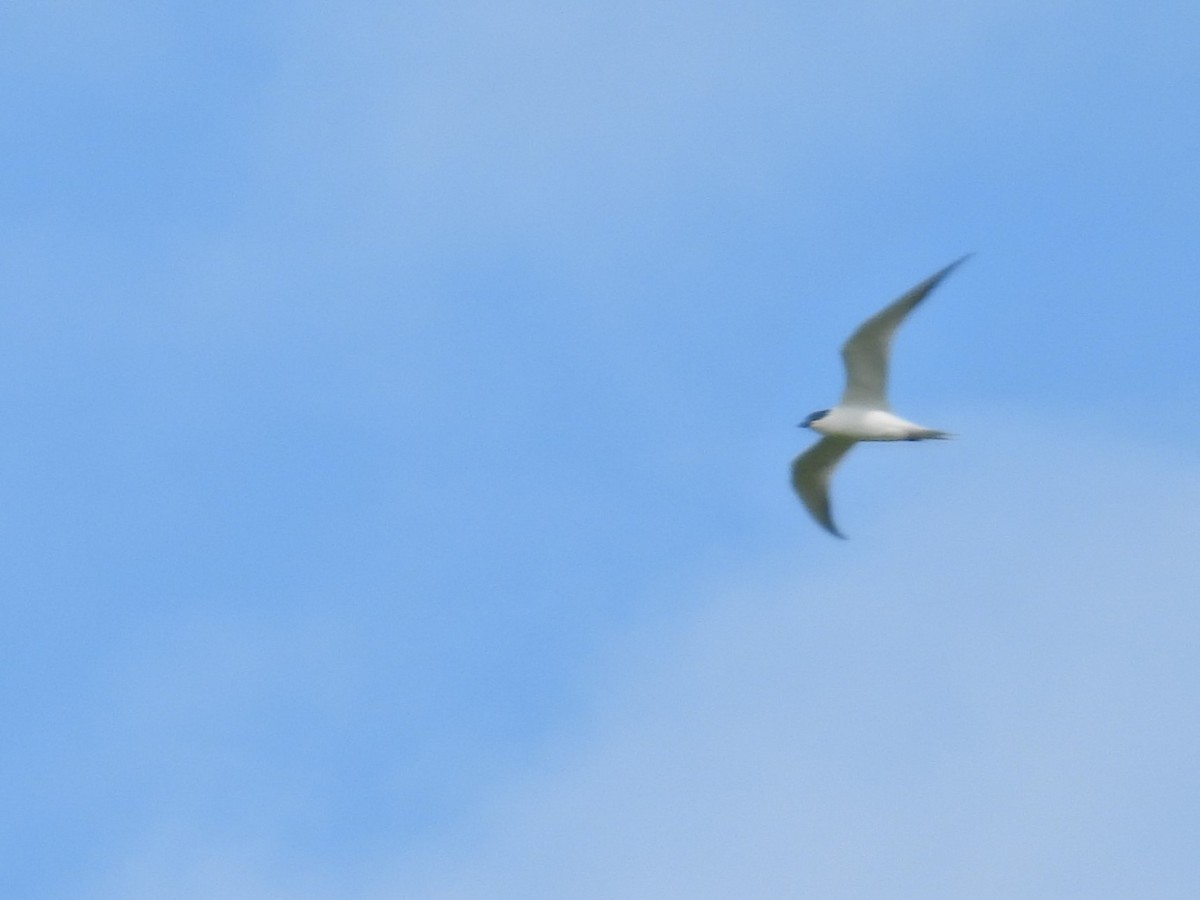 Gull-billed Tern - ML620656329