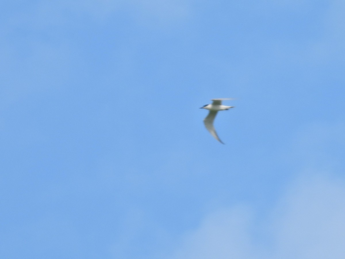 Gull-billed Tern - ML620656330