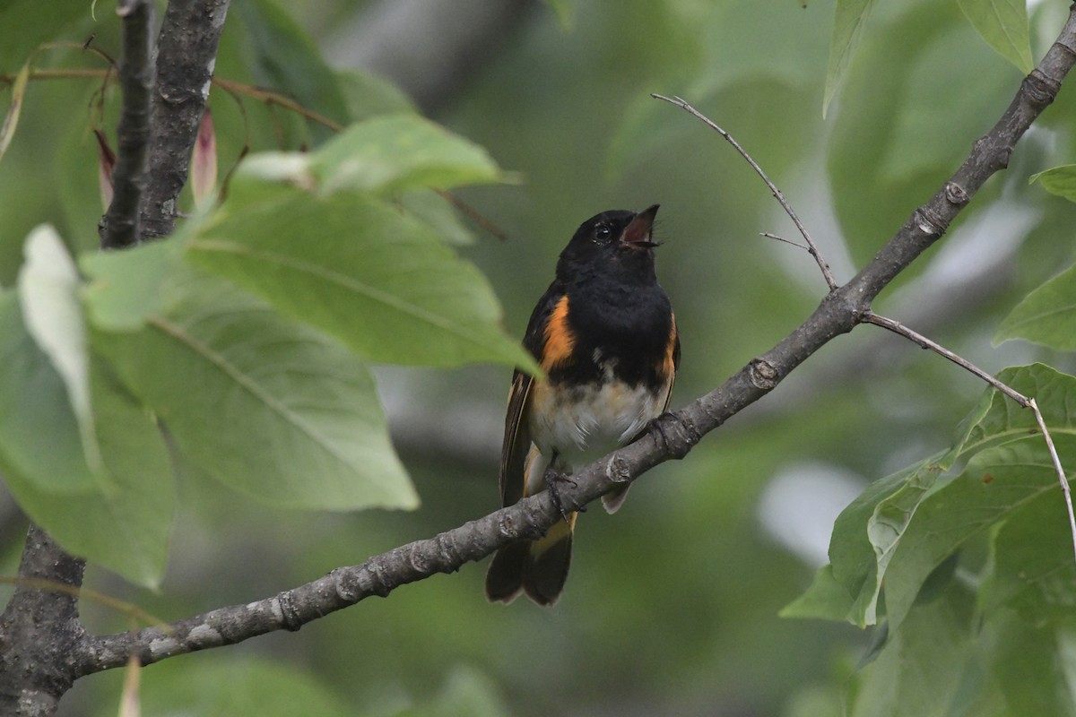 American Redstart - ML620656332