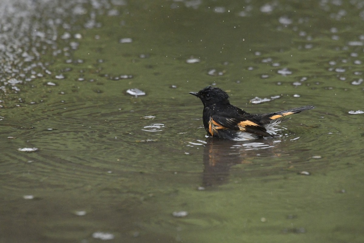 American Redstart - ML620656333