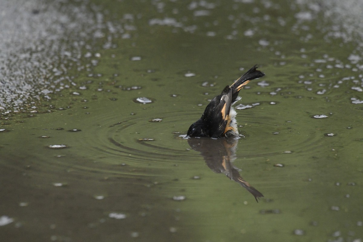 American Redstart - ML620656334