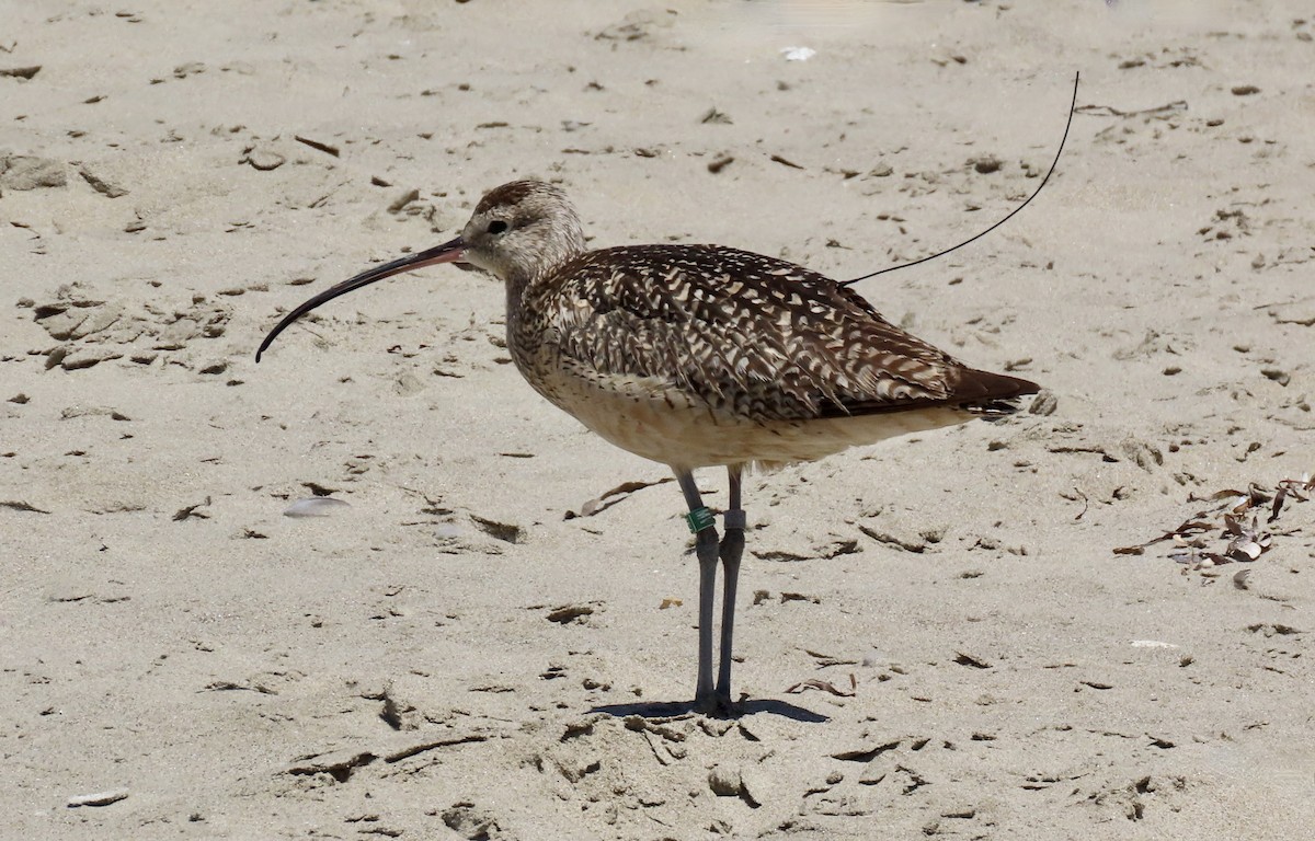 Long-billed Curlew - ML620656336