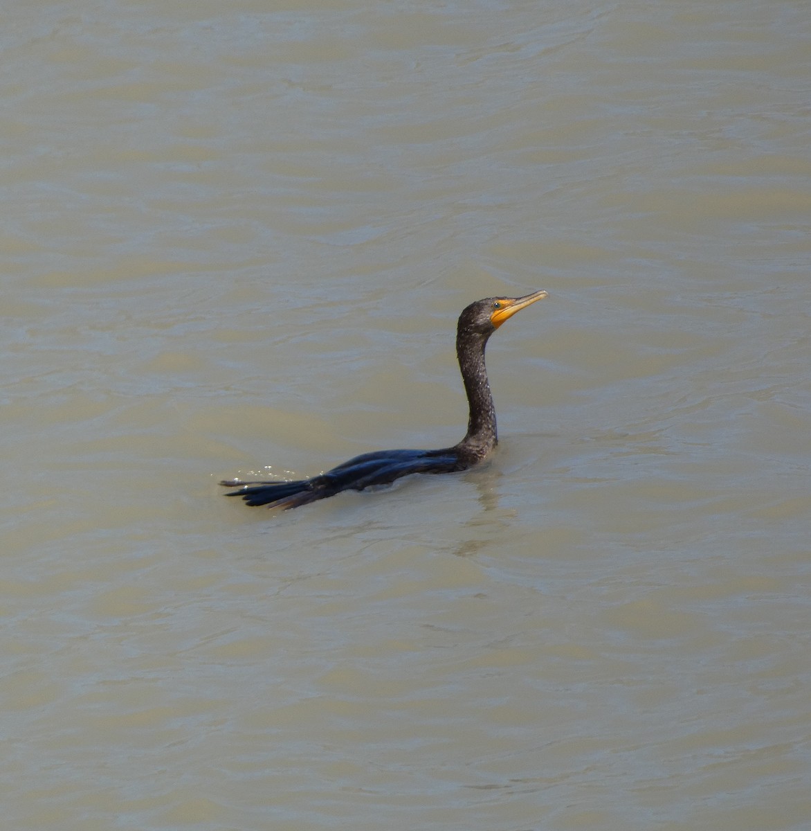 Double-crested Cormorant - ML620656341