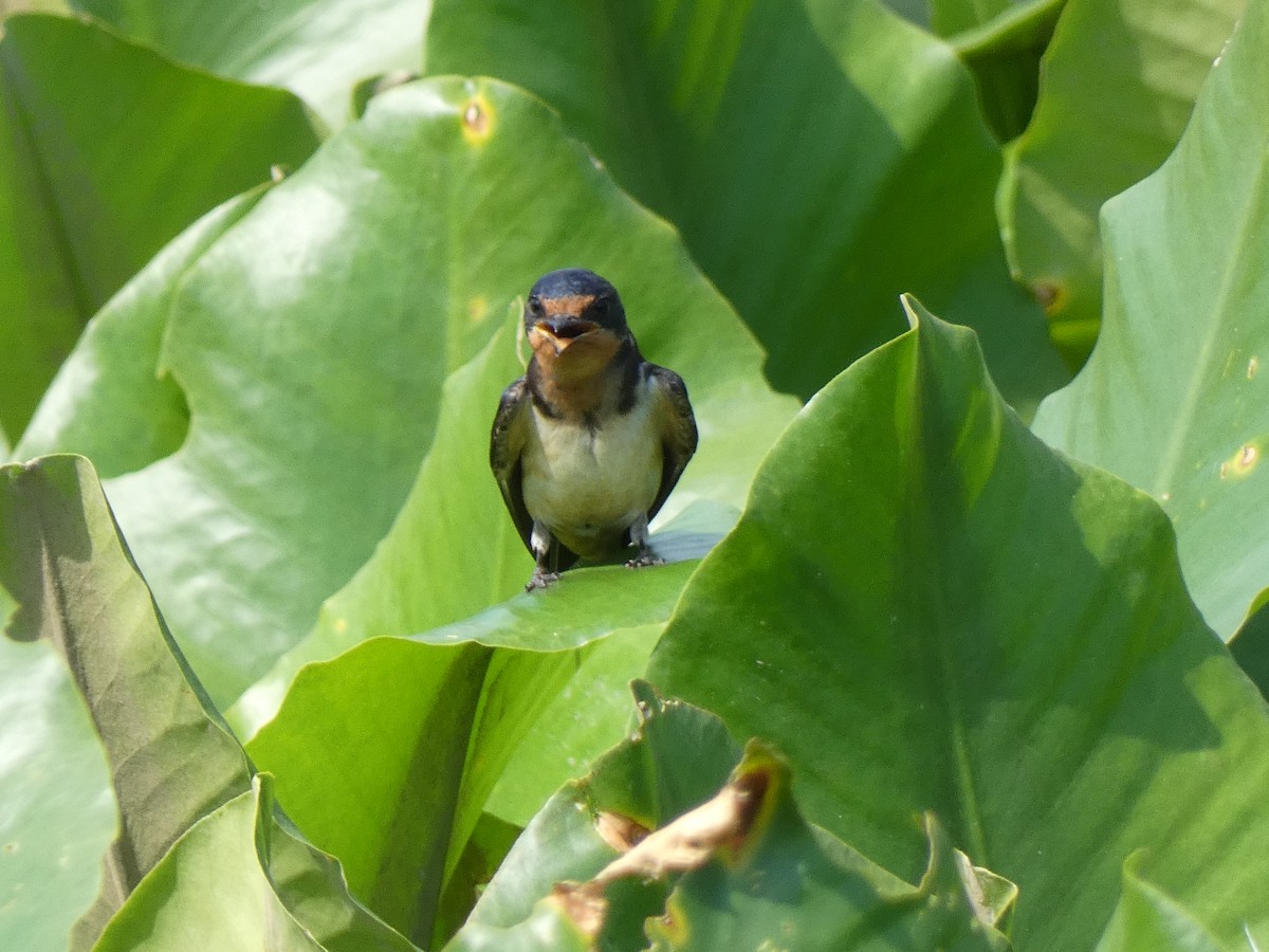 Barn Swallow - Luke Knutson