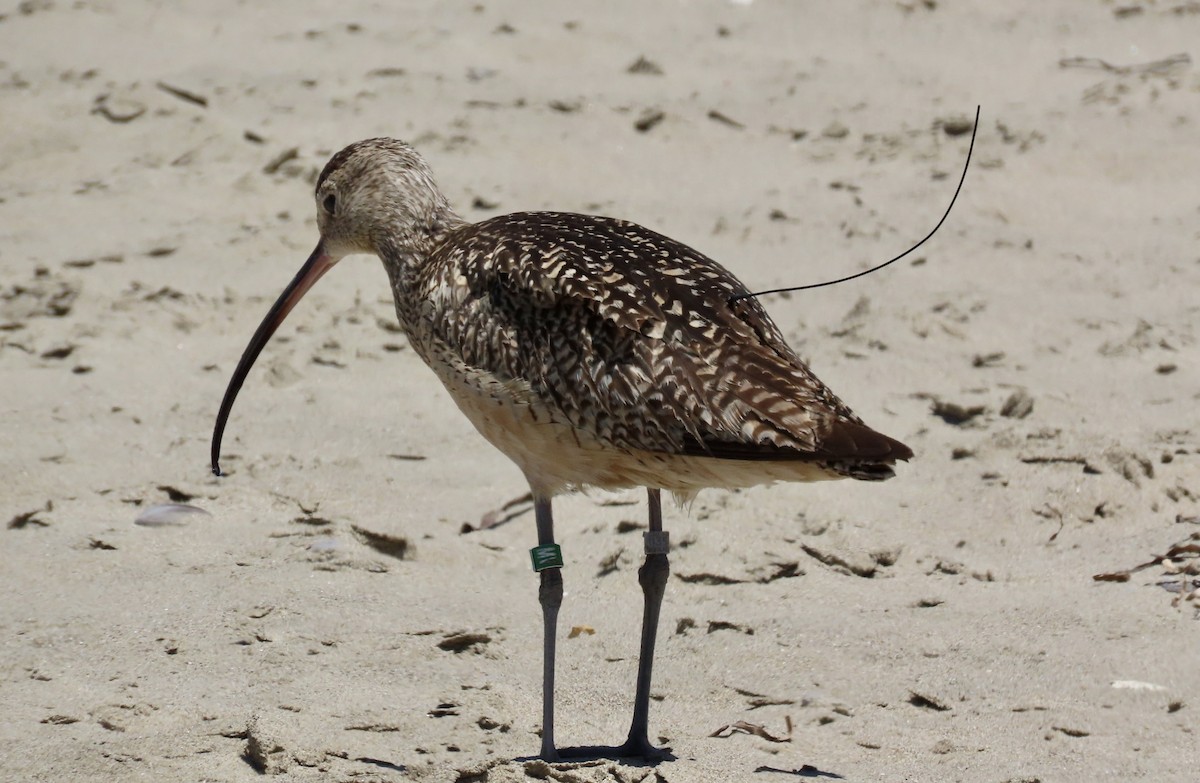 Long-billed Curlew - ML620656343