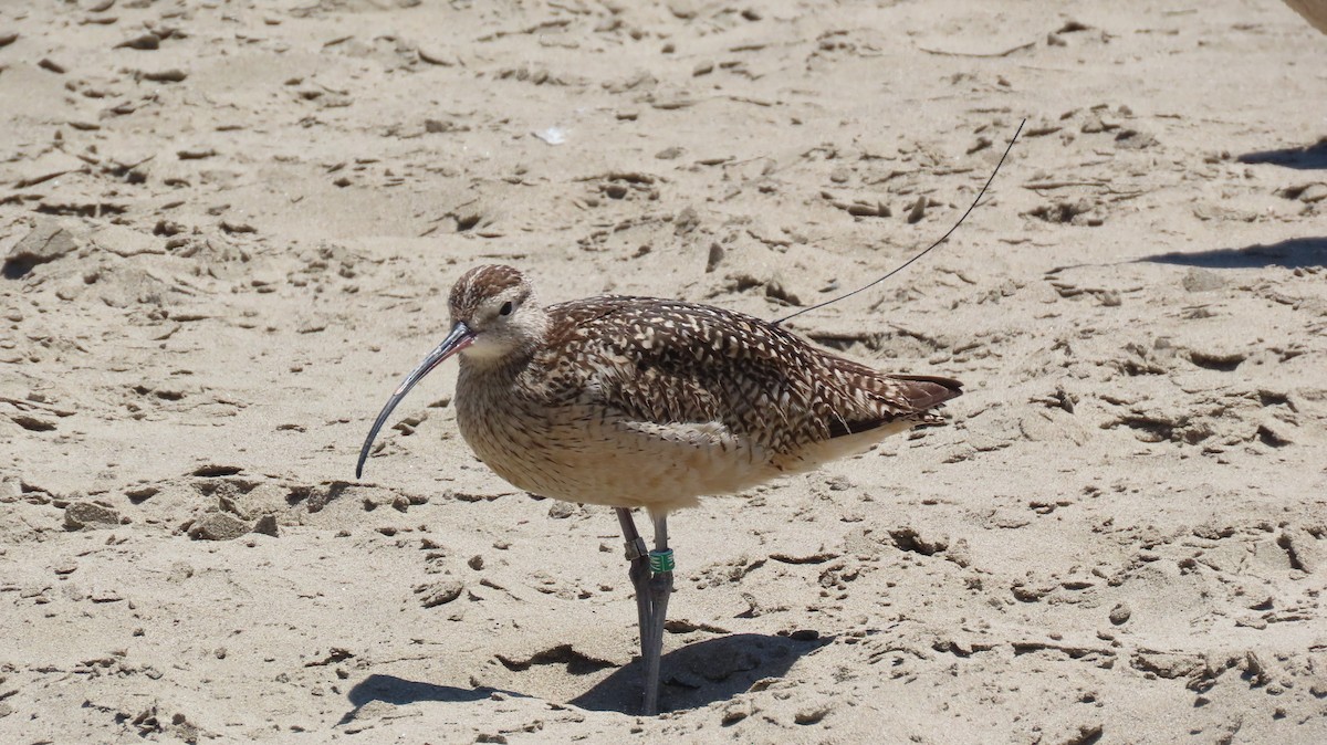 Long-billed Curlew - ML620656347