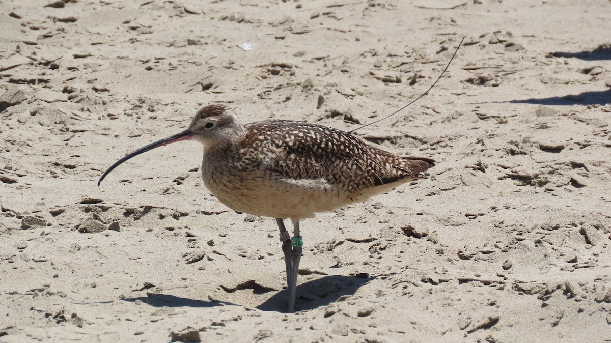 Long-billed Curlew - ML620656348