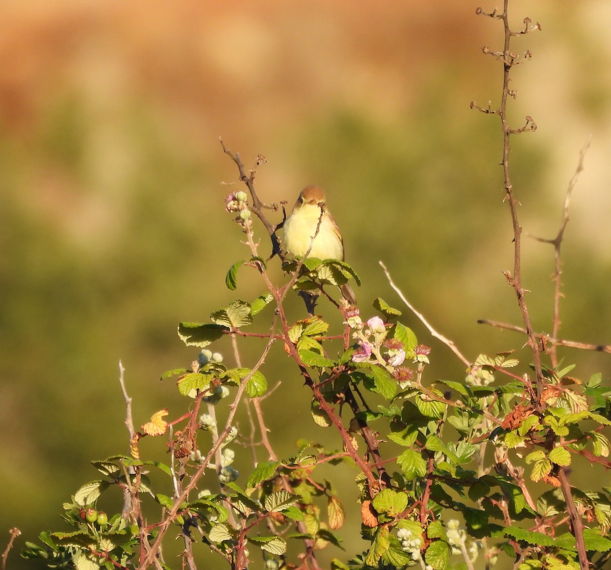 Melodious Warbler - ML620656349