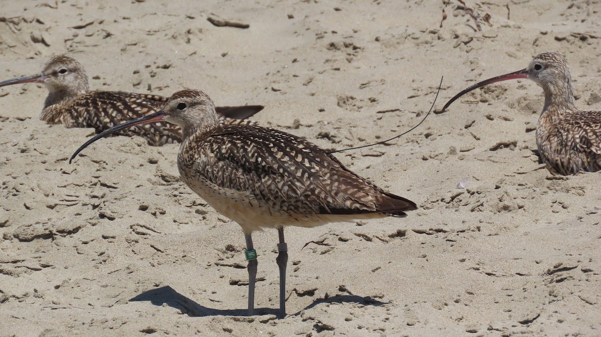 Long-billed Curlew - ML620656351