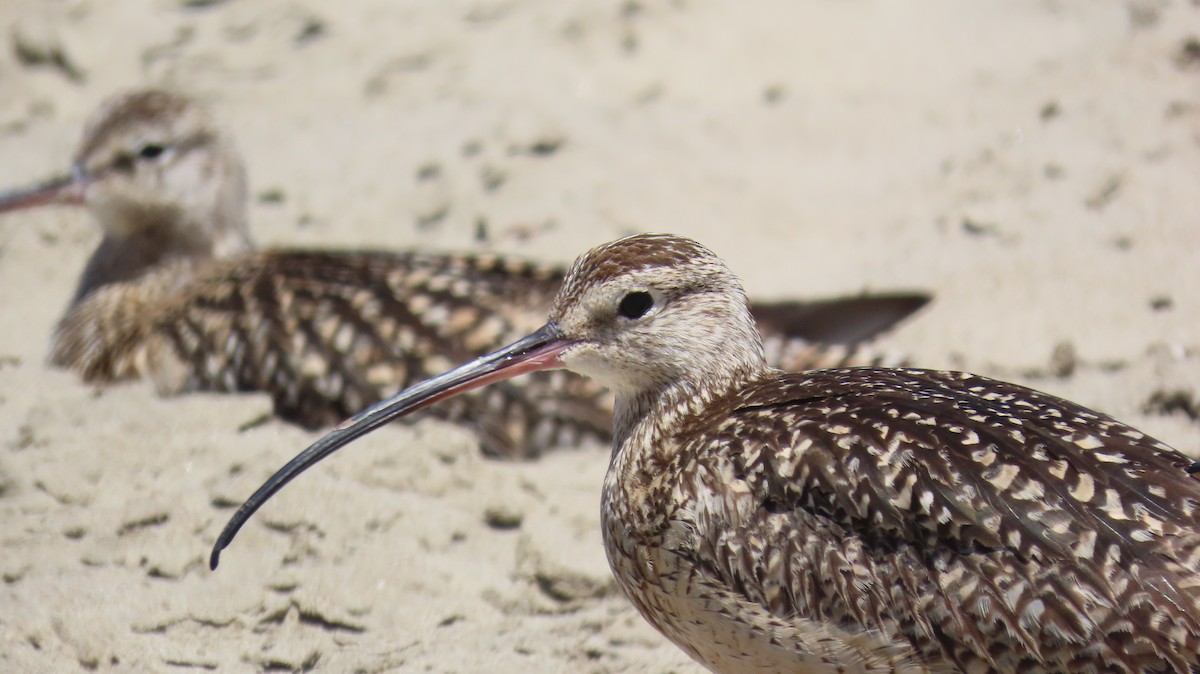 Long-billed Curlew - Petra Clayton