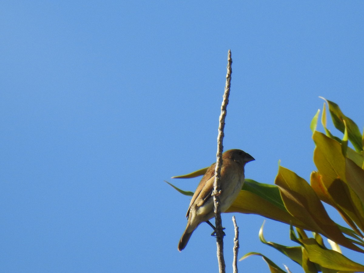 Scaly-breasted Munia - ML620656354