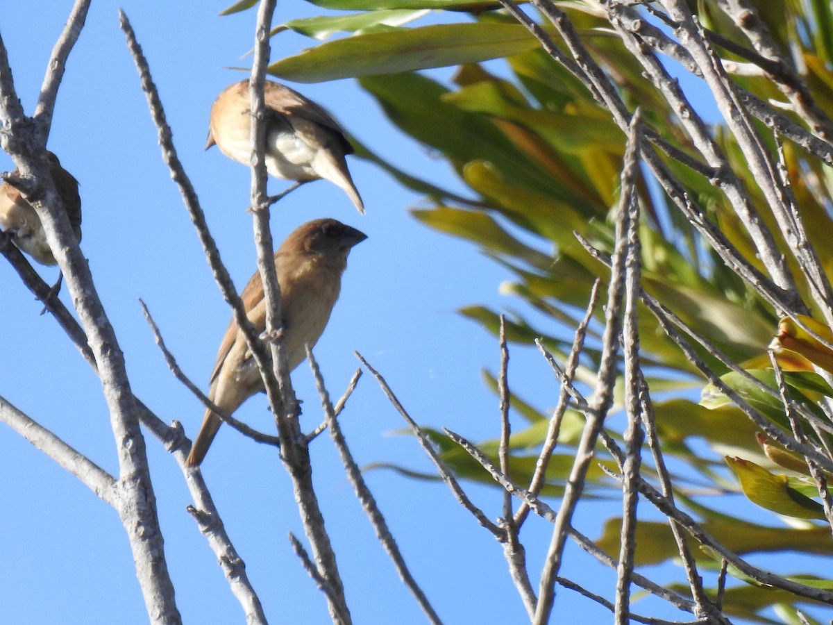 Scaly-breasted Munia - ML620656358