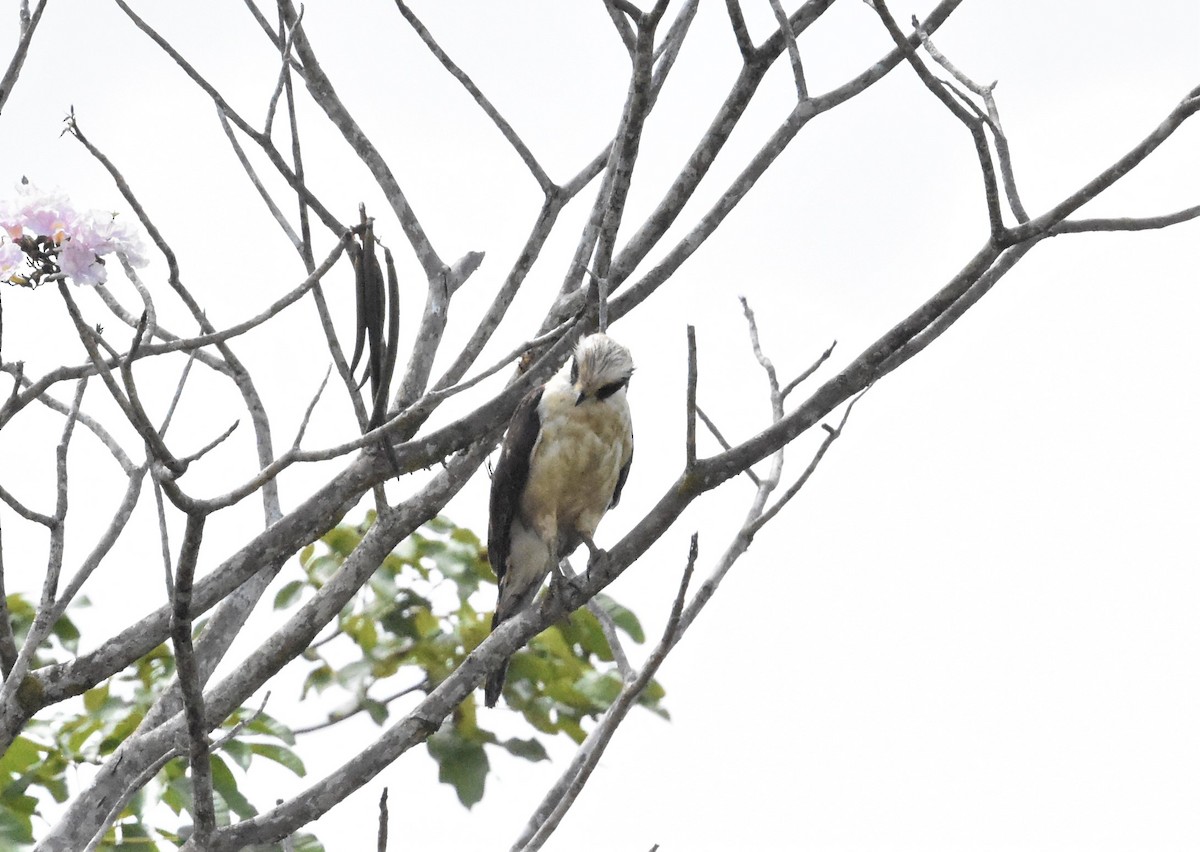 Laughing Falcon - ML620656359