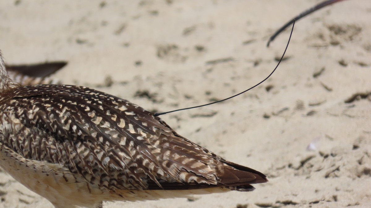 Long-billed Curlew - ML620656360