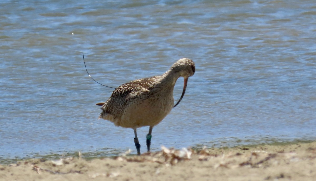 Long-billed Curlew - ML620656362