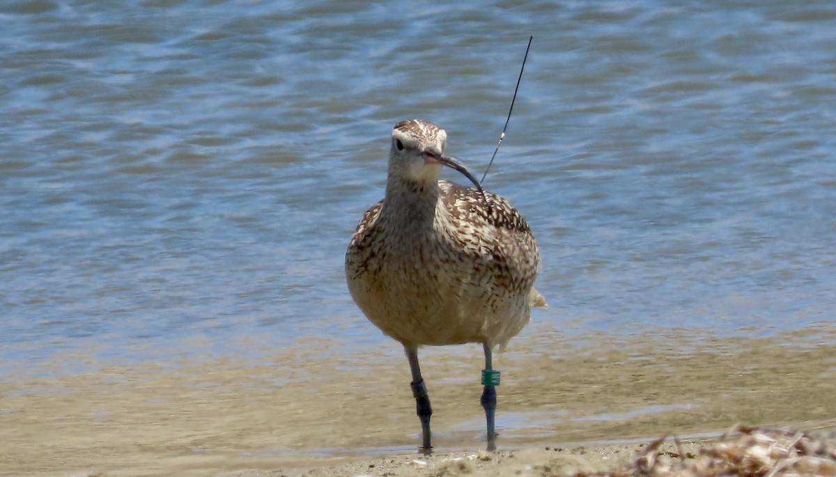 Long-billed Curlew - ML620656364