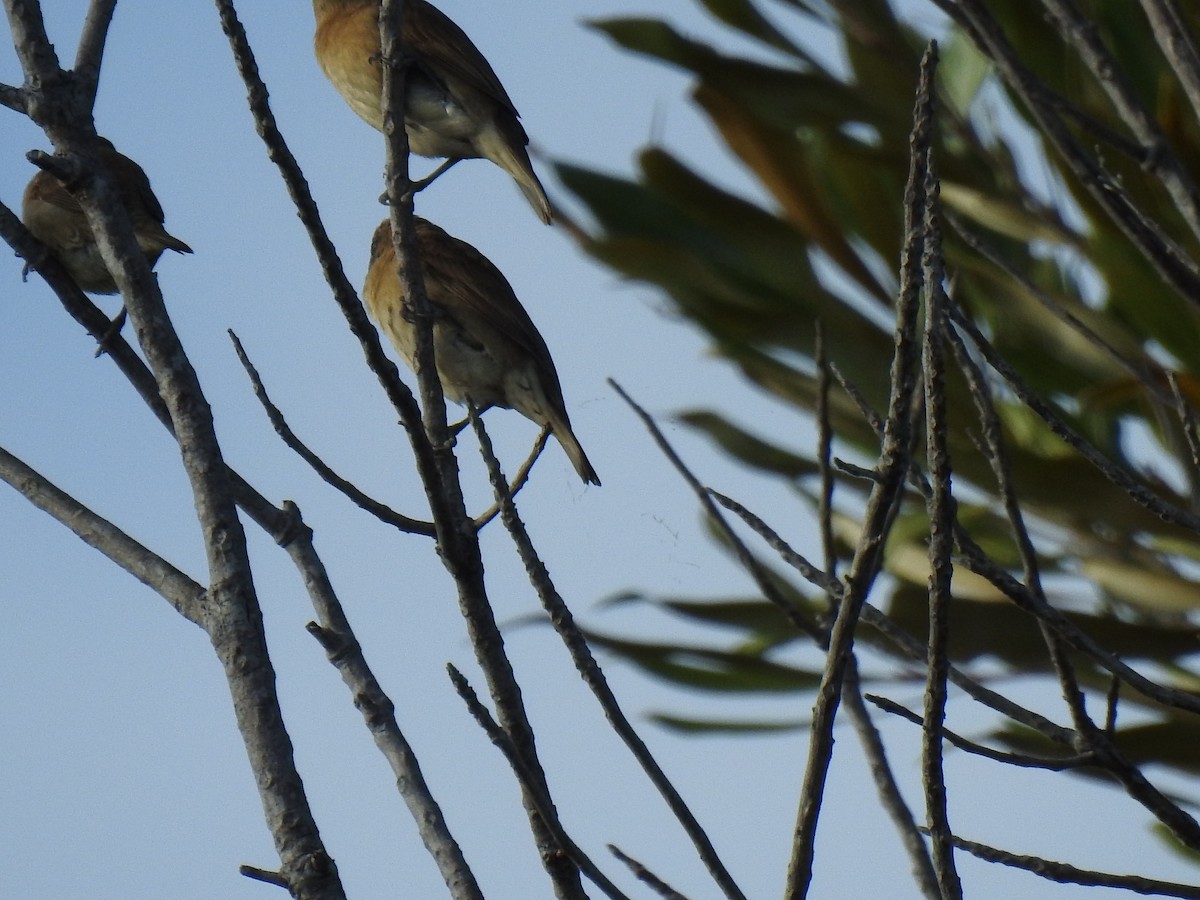 Scaly-breasted Munia - ML620656365