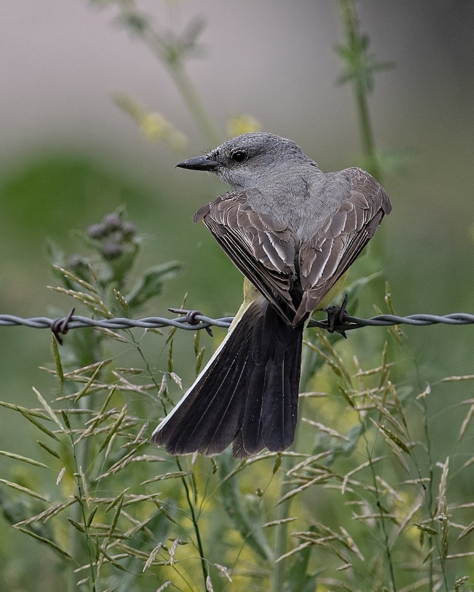 Western Kingbird - ML620656366