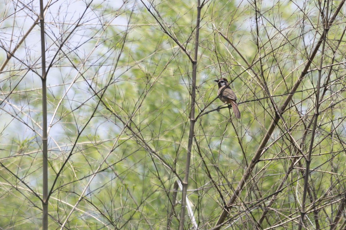 White-browed Laughingthrush - ML620656367