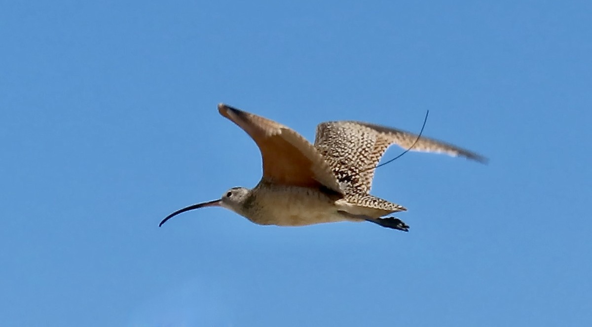 Long-billed Curlew - ML620656369