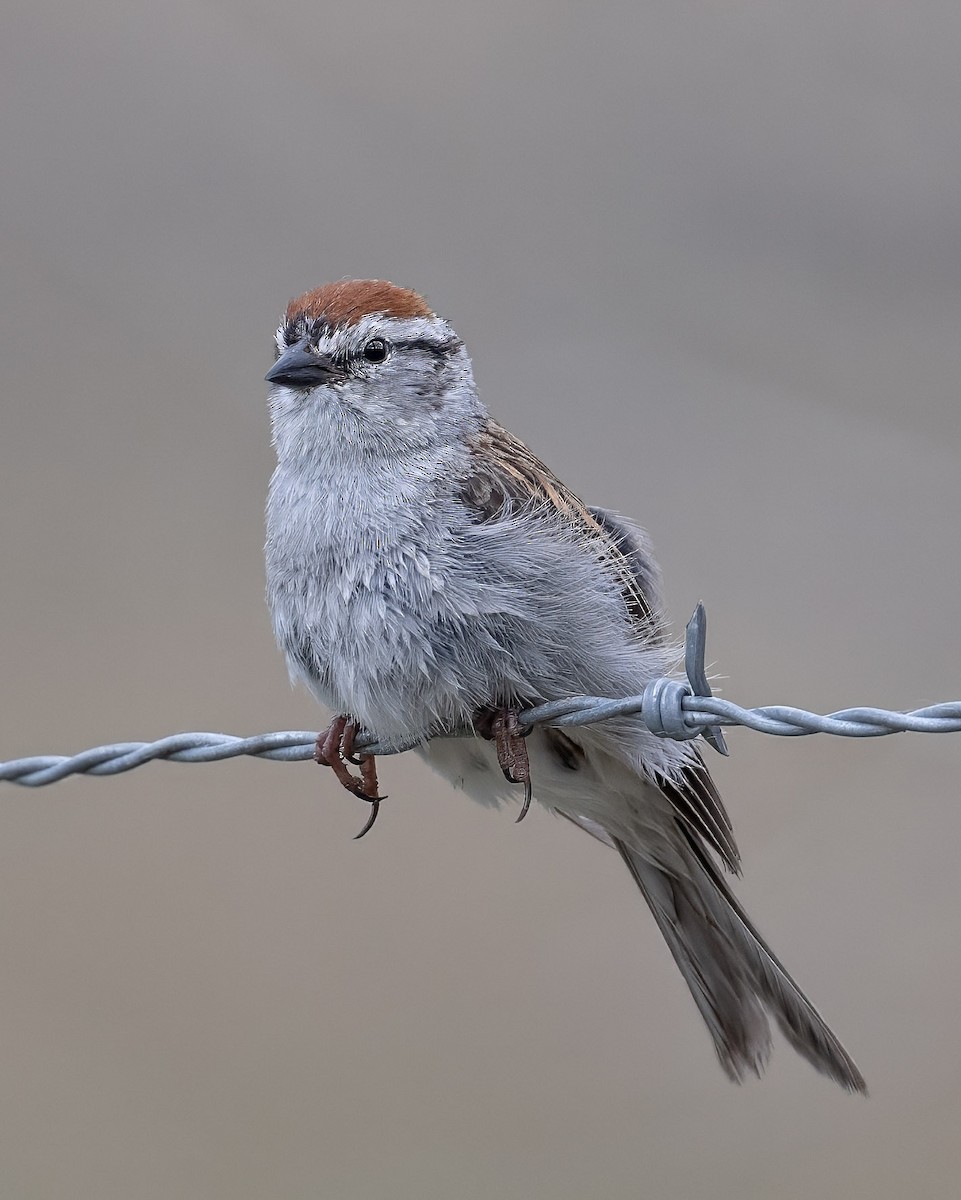 Chipping Sparrow - ML620656370