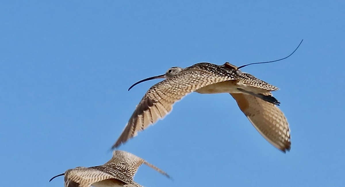 Long-billed Curlew - ML620656373