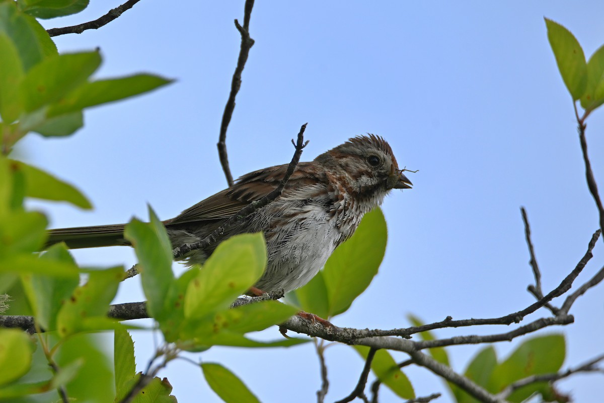 ウタスズメ - ML620656374