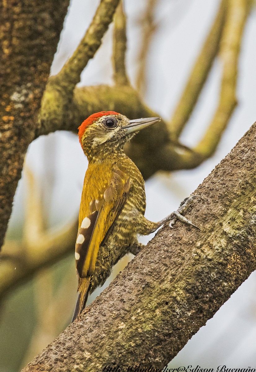 Little Woodpecker - ML620656377