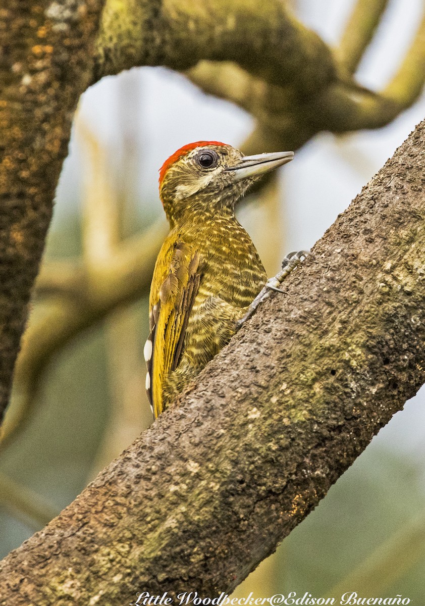 Little Woodpecker - ML620656378