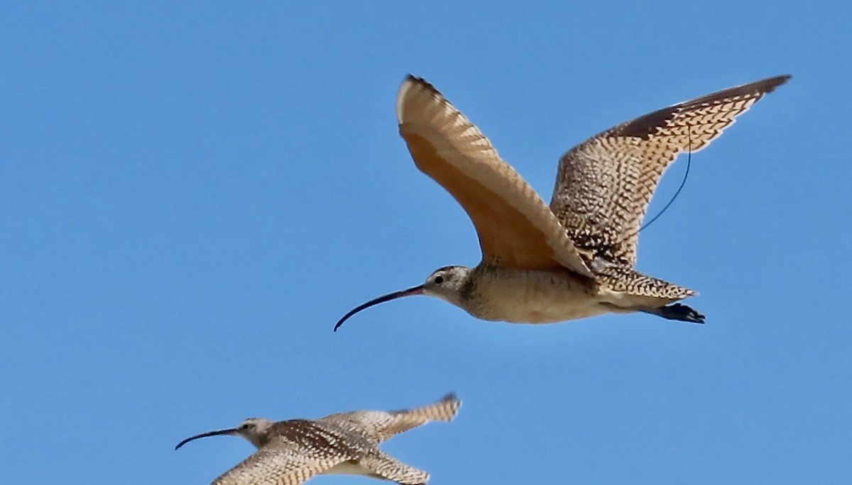 Long-billed Curlew - ML620656380