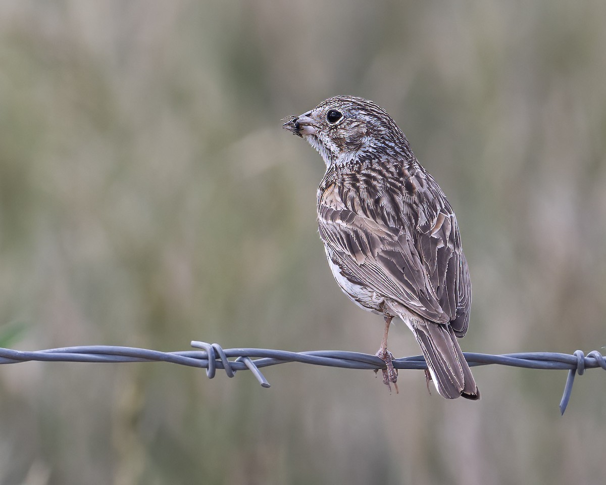 Vesper Sparrow - ML620656381