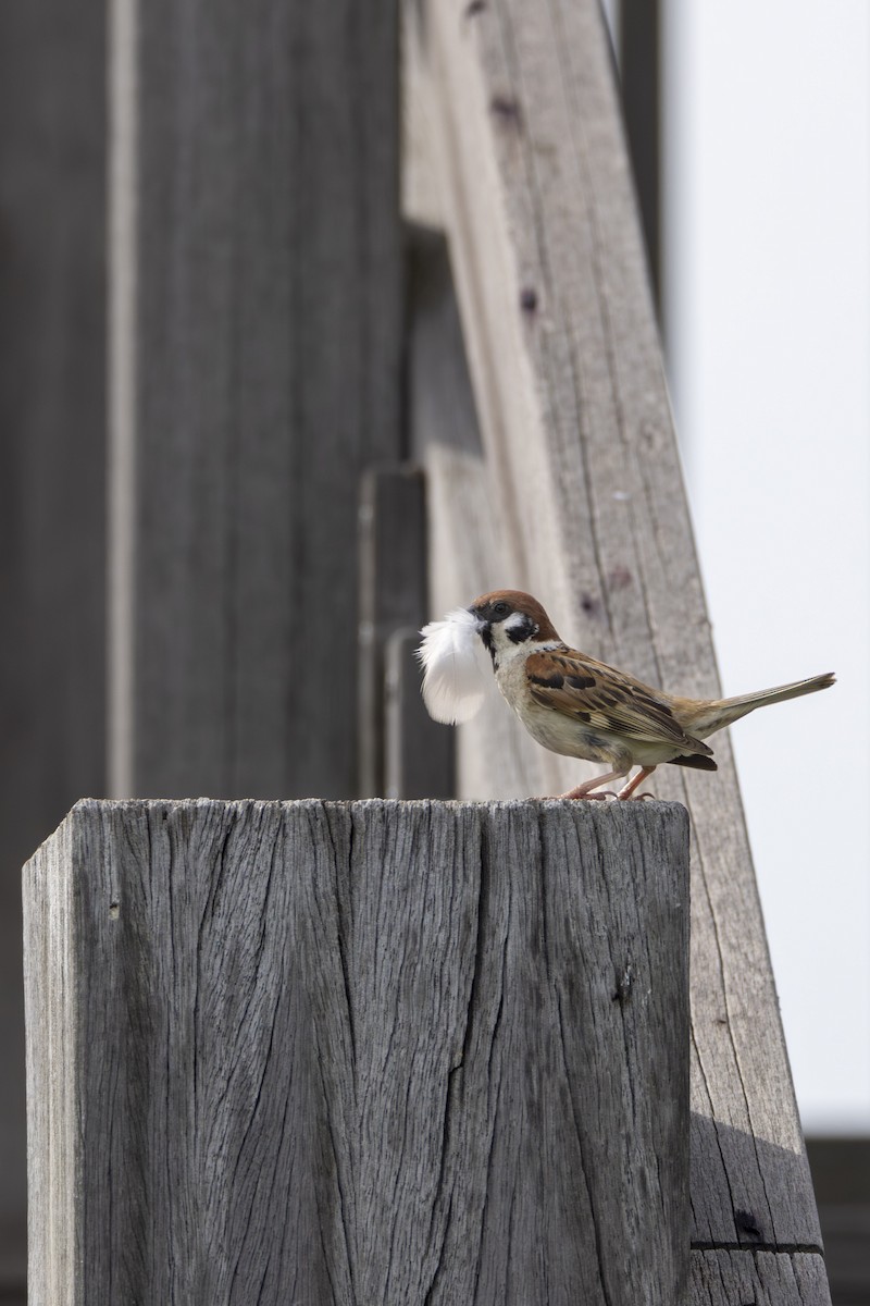 Eurasian Tree Sparrow - Sunil Simha