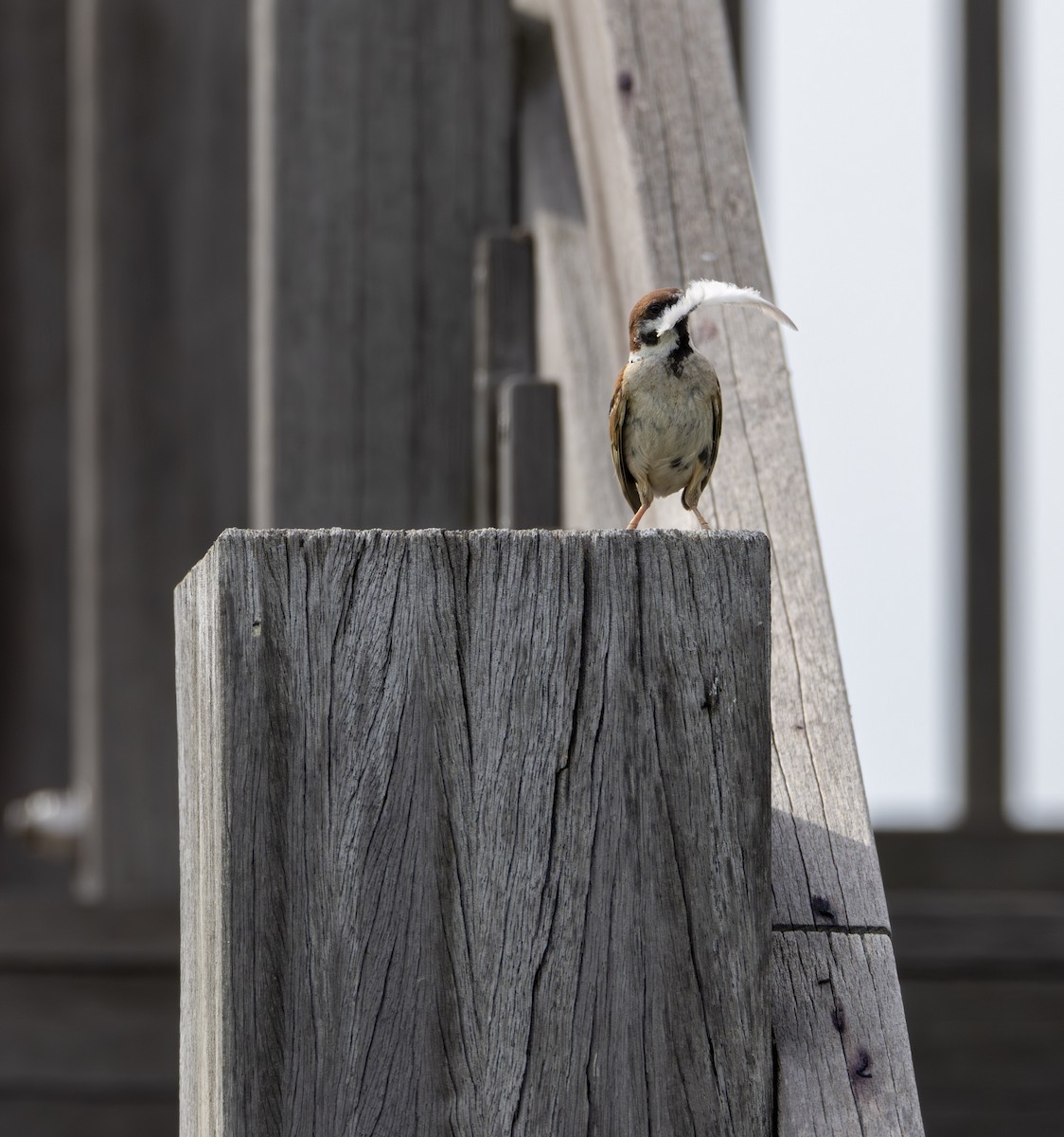 Eurasian Tree Sparrow - ML620656384